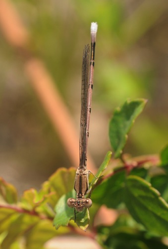 Male, immature
2011_07_31_Floyd